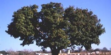 Madroño - Porte (Arbutus unedo)