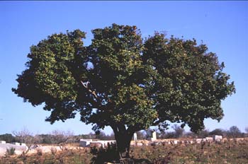 Madroño - Porte (Arbutus unedo)