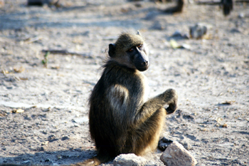 Papión, Botswana