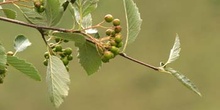 Mostajo - Fruto (Sorbus aria)