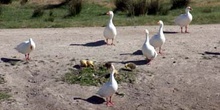 Patos en el Río Cigüela, Ciudad Real, Castilla-La Mancha