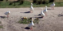 Patos en el Río Cigüela, Ciudad Real, Castilla-La Mancha