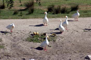 Patos en el Río Cigüela, Ciudad Real, Castilla-La Mancha