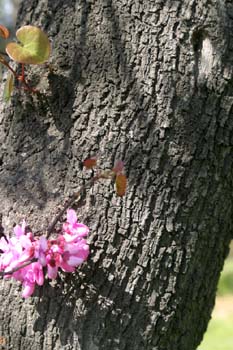 árbol del amor - Tronco (Cercis siliquastrum)