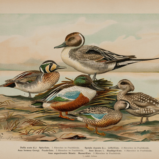 IES_CARDENALCISNEROS_AVES_LAMINAS_058