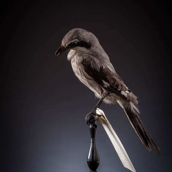 IES_SANISIDRO_MUSEO_Aves_022