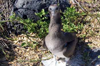 Polluelo de piquero patas azules, Ecuador