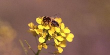 Abeja de la miel (Apis mellifera)