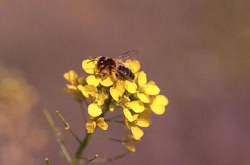 Abeja de la miel (Apis mellifera)