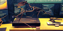 Dsungarypterus (Pterosauria), Museo del Jurásico de Asturias, Co