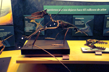 Dsungarypterus (Pterosauria), Museo del Jurásico de Asturias, Co