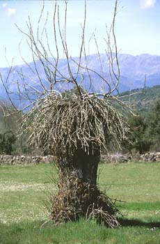 Fresno de hoja estrecha - Porte (Fraxinus angustifolia)