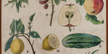 IES_CARDENALCISNEROS_BOTÁNICA_II_LÁMINAS_030
