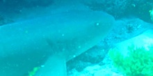Tiburón nodriza (Ginglymostoma cirratum)