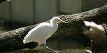 Garcilla bueyera (Bubulcus ibis)