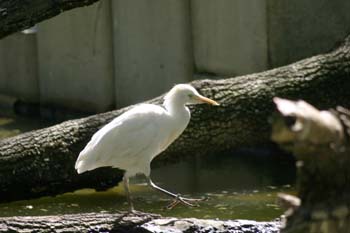 Garcilla bueyera (Bubulcus ibis)