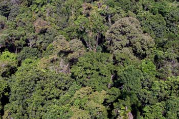 La selva en Queensland, Australia