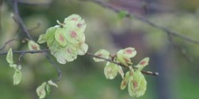 Olmo montano - Frutos (Ulmus glabra)