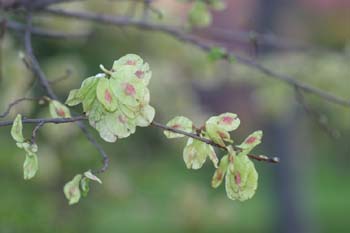 Olmo montano - Frutos (Ulmus glabra)