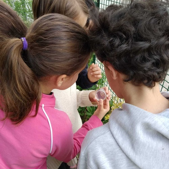 2019_06_07_Los alumnos de Quinto observan los insectos del huerto_CEIP FDLR_Las Rozas 2