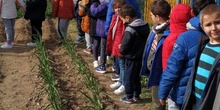 1º de Primaria_Plantamos garbanzo  6