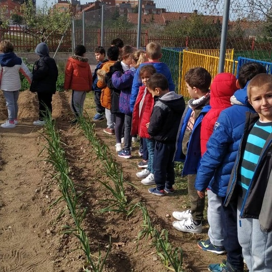 1º de Primaria_Plantamos garbanzo  6
