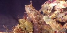 Blenio Mediterraneo (Blenidos)