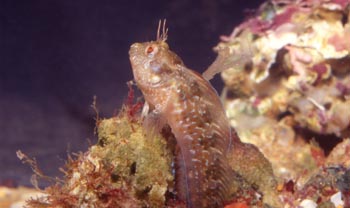 Blenio Mediterraneo (Blenidos)