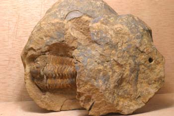 Calymene tristani (Trilobites) Ordovícico