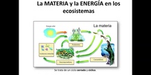 T.SSVV:_5 Materia_energía ecosistemas