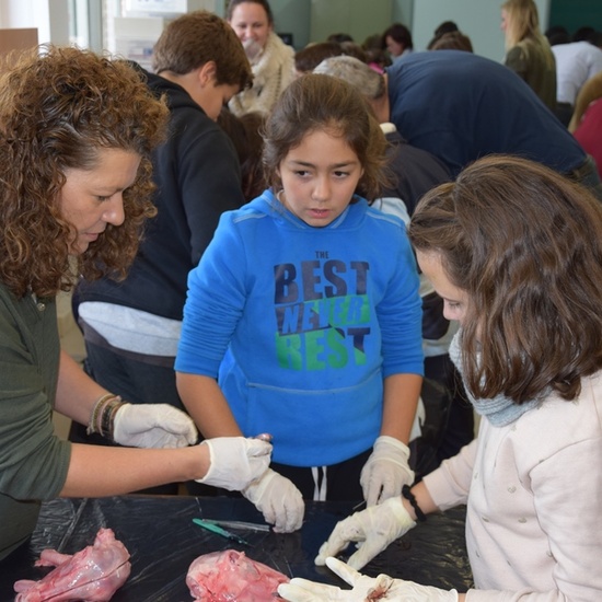 2016_11_DISECCIÓN DEL CRÁNEO Y OJO DE UN CORDERO_SEXTO 26