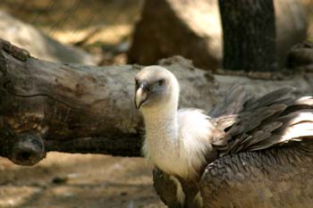 Buitre leonado (Gyps fulvus)
