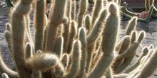 Cleistocactus tupizensis