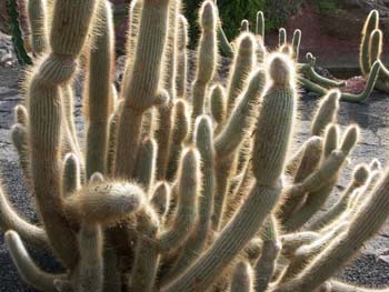 Cleistocactus tupizensis