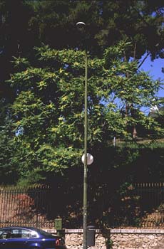 árbol del cielo - Porte (Ailanthus altissima)