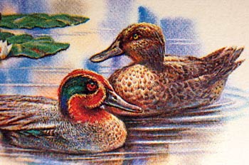 Cerceta de alas verdes