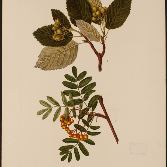 IES_CARDENALCISNEROS_HERBARIO_30 13