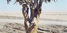 árbol del desierto del Kalahari; Namibia