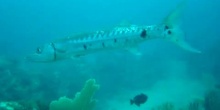Gran barracuda (Sphyraena barracuda)