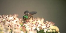 Tábano (Tabanus bovinus)