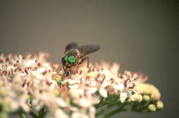 Tábano (Tabanus bovinus)