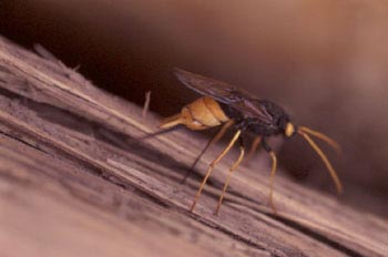 Sirice gigante (Urocerus gigas)
