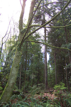 Parque Stanley, Vancouver