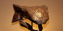 Ankylosaurus (Dinosauria, Tyreophora), Museo del Jurásico de Ast