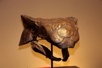 Ankylosaurus (Dinosauria, Tyreophora), Museo del Jurásico de Ast