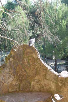 Zona de jardines, Parque Güell, Barcelona
