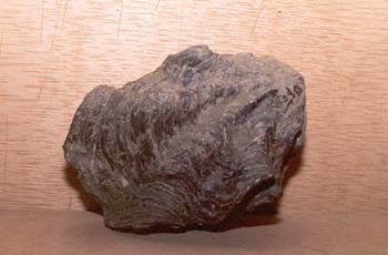 Ostrea sp. (Molusco-Bivalvo) Jurásico