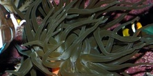 Anemona urticante (Condilactis sp.)