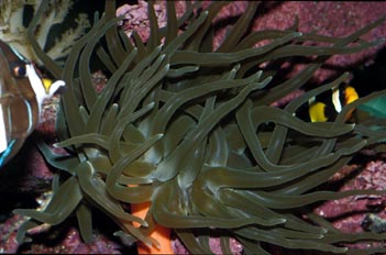 Anemona urticante (Condilactis sp.)