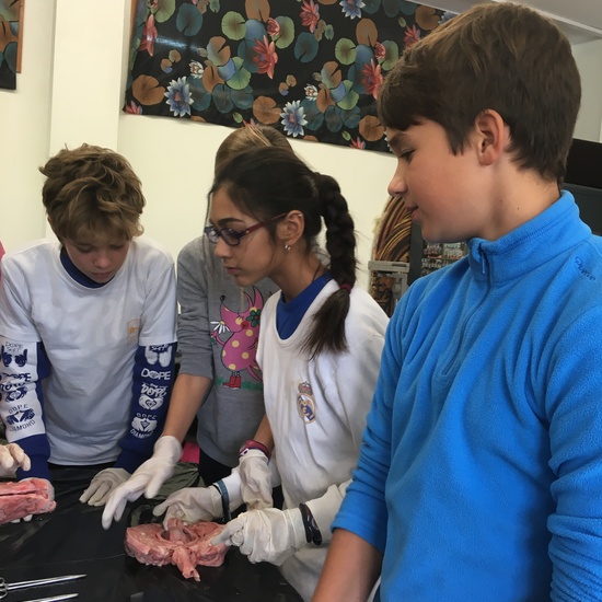 2016-11-09_DISECCION OJO CORDERO (20)